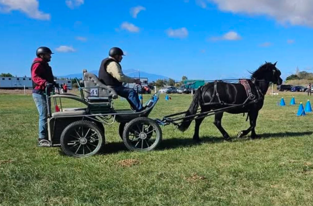 Championnat départemental d’attelages