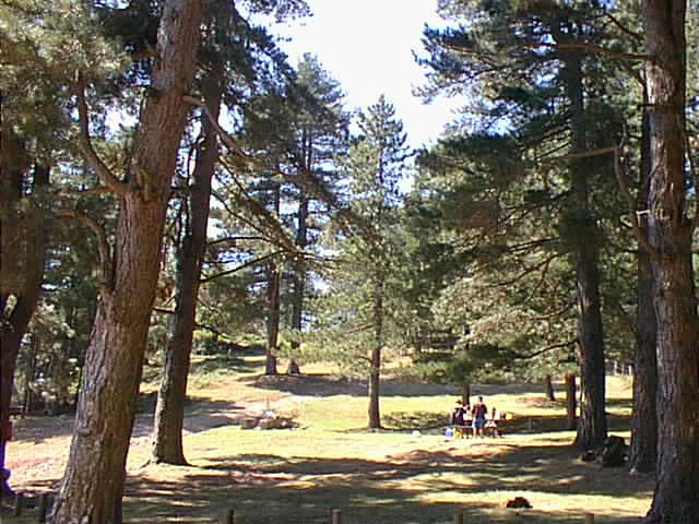 Forêt domaniale des Albères