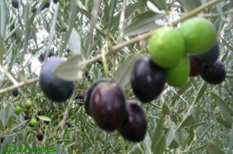 Olives Non communiqué