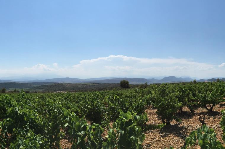 Vignerons de Tautavel Vingrau 2 vigneronstautavelvingrau