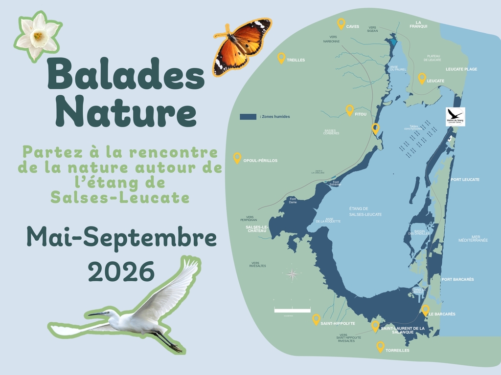Balade nature, les oiseaux des zones humides