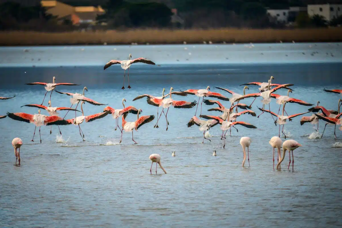 La découverte des oiseaux du domaine de l’esparrou