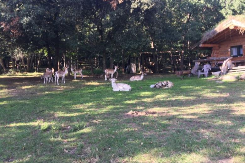 Les animaux du parc