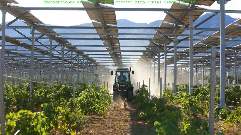 1 MiNi.jpg lievre 1 MiNi