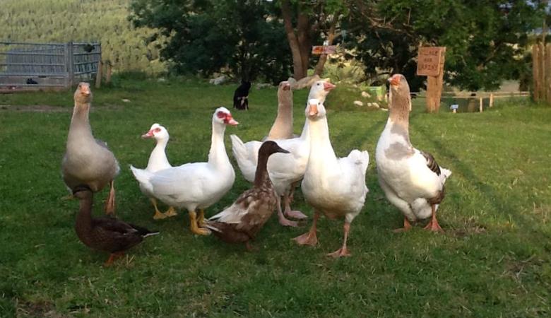 10484529_439573739518532_3343603619455068498_n 10484529_439573739518532_3343603619455068498_n