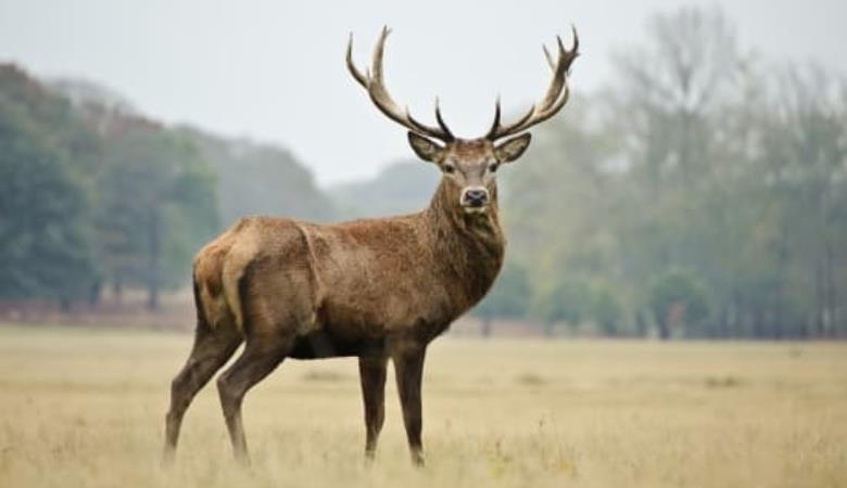 1314981-Cerf