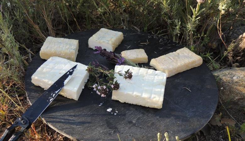 13174003_1278075408887950_8735254334993229879_n