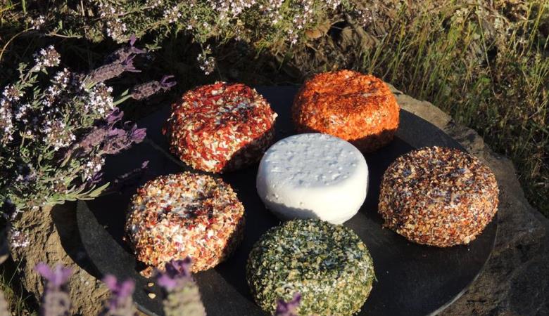 13177076_1278074725554685_1851561716388480566_n