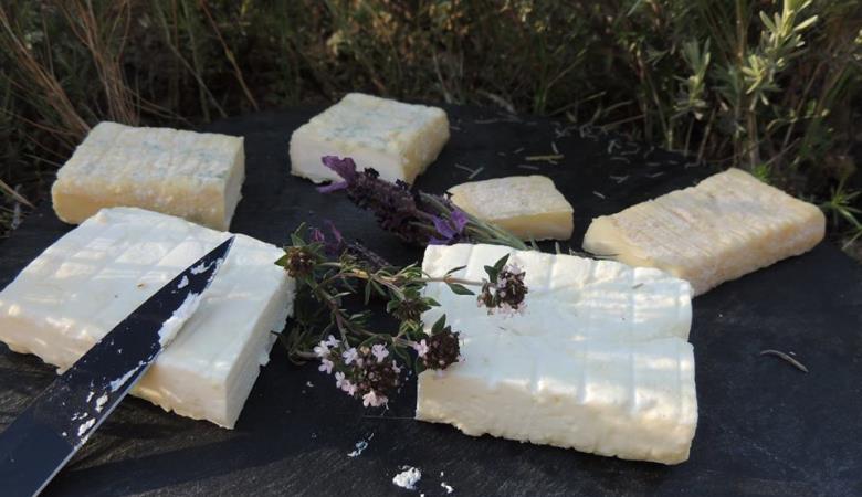 13177706_1278075178887973_3653691211435276026_n