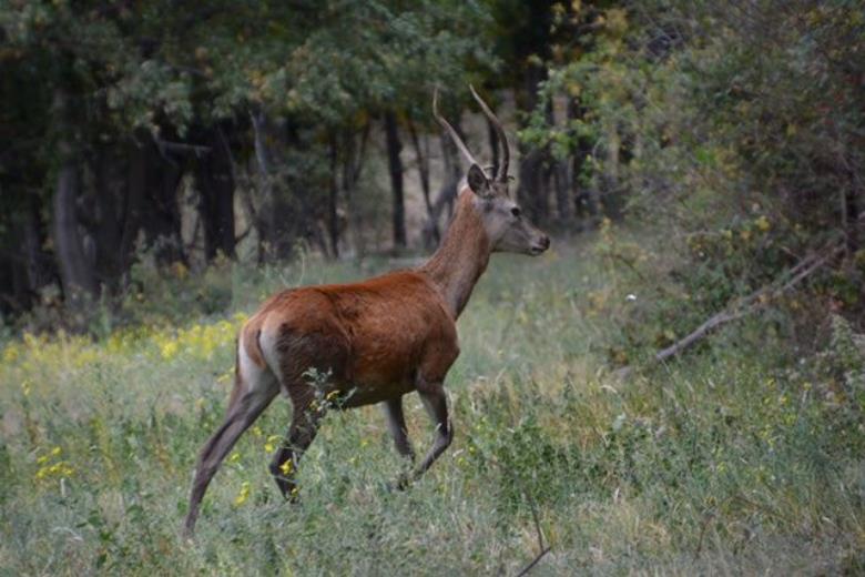 Cerf