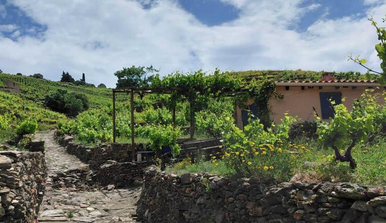 14-oenotourisme-VTT-electrique-collioure
