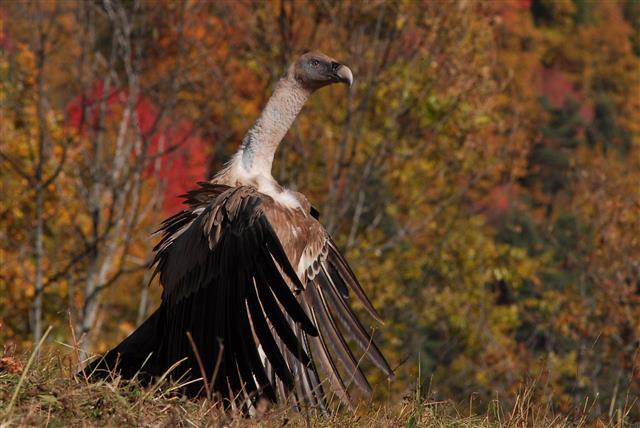 Sorties à la réserve naturelle de Prats-de-Mollo-la-Preste