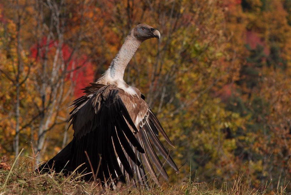 Sorties à la réserve naturelle de Prats-de-Mollo-la-Preste