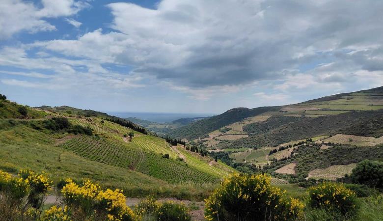 15-oenotourisme-VTT-electrique-collioure