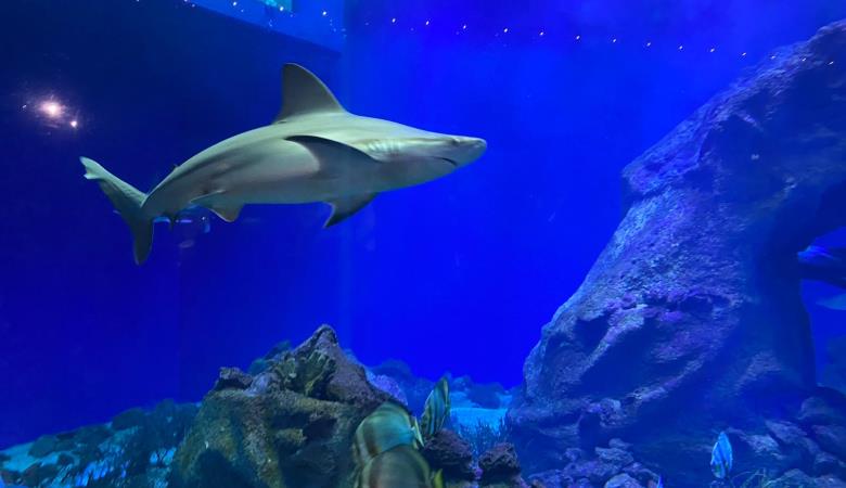 31 Aquarium Oniria