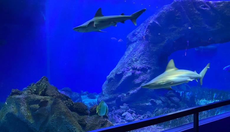 32 Aquarium Oniria