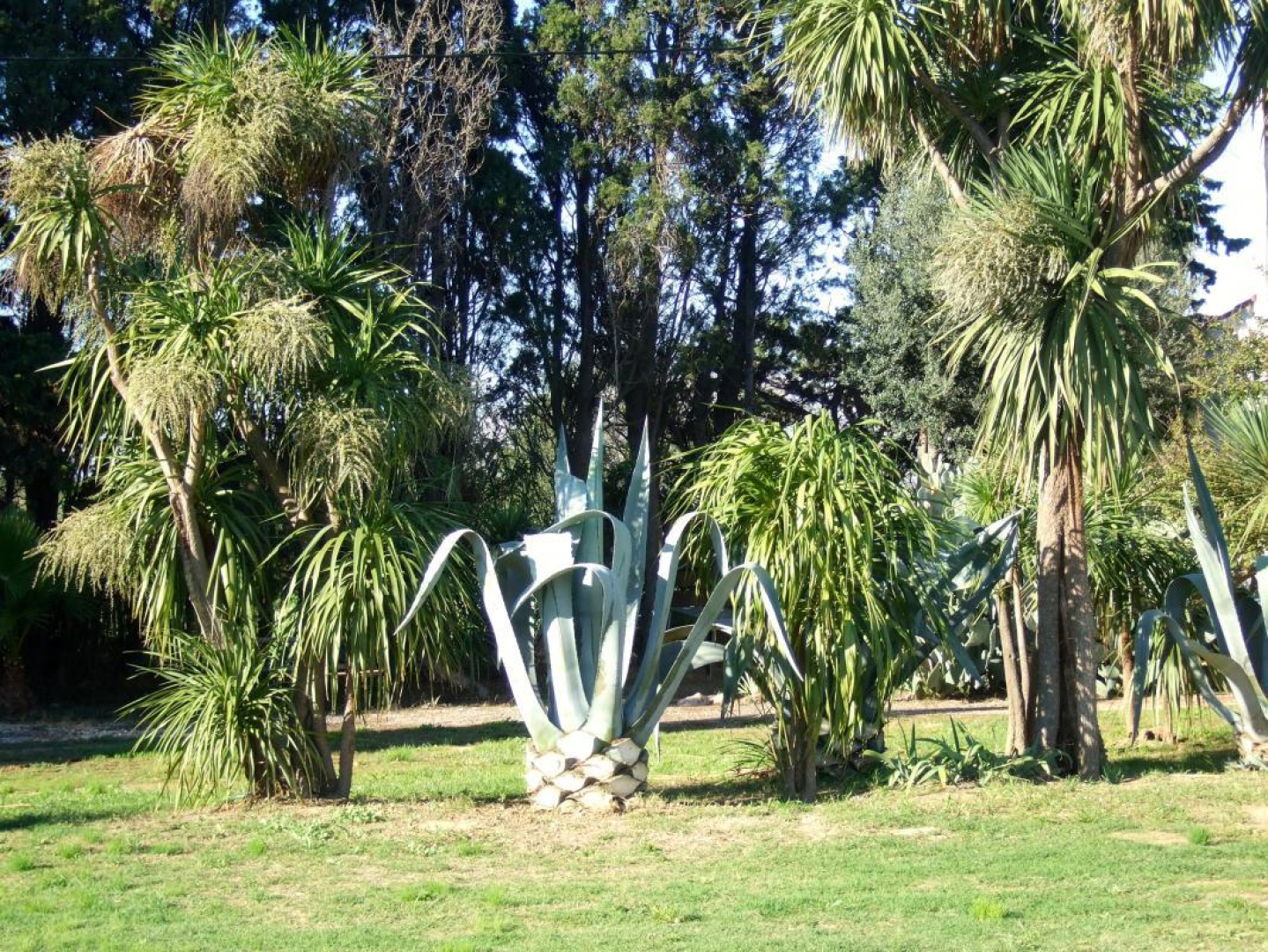 L ALOES, Alénya - photo 40