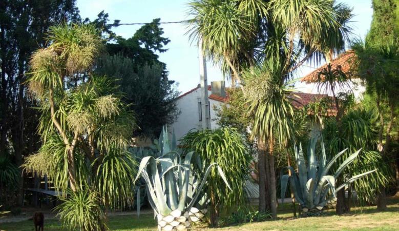 Le yucca_13