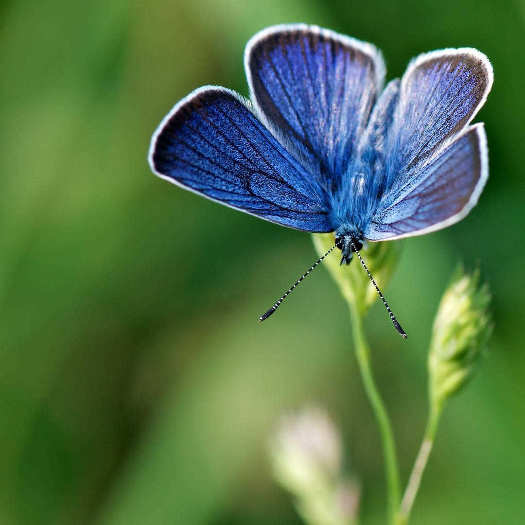 LES MYOSOTIS, Bolquère - photo 36