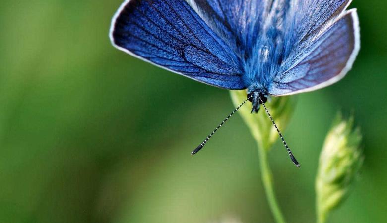 Les myosotis_16