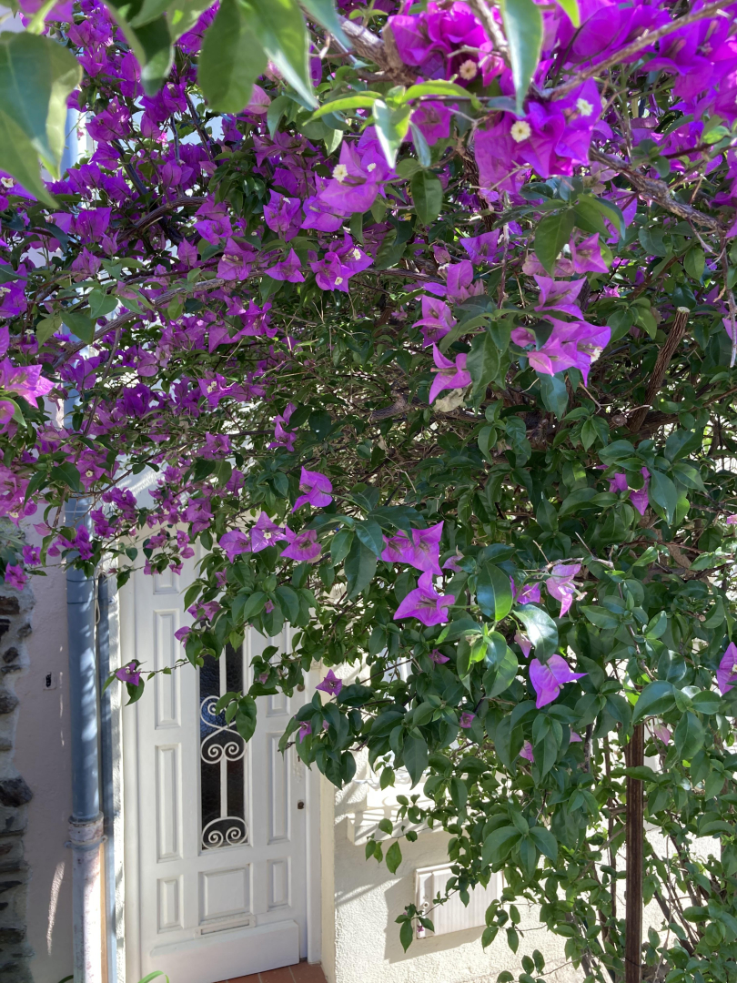 LA TERRASSE, Collioure - photo 26