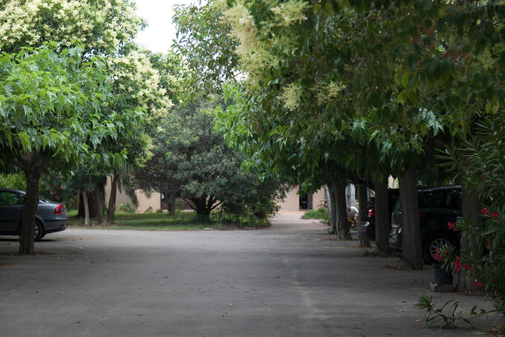 MAS COULOUMINE - MASSANE, Elne - photo 47