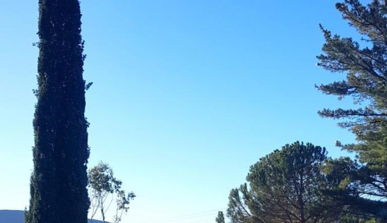 Grenache_15