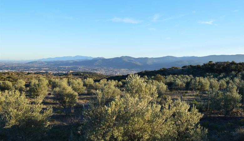 Gîte et oliviers_22