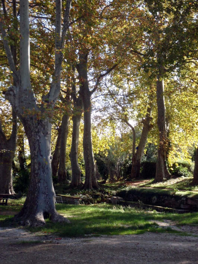 LA COUR, Millas - photo 33