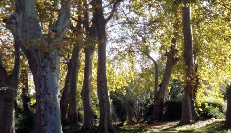 La cour_7