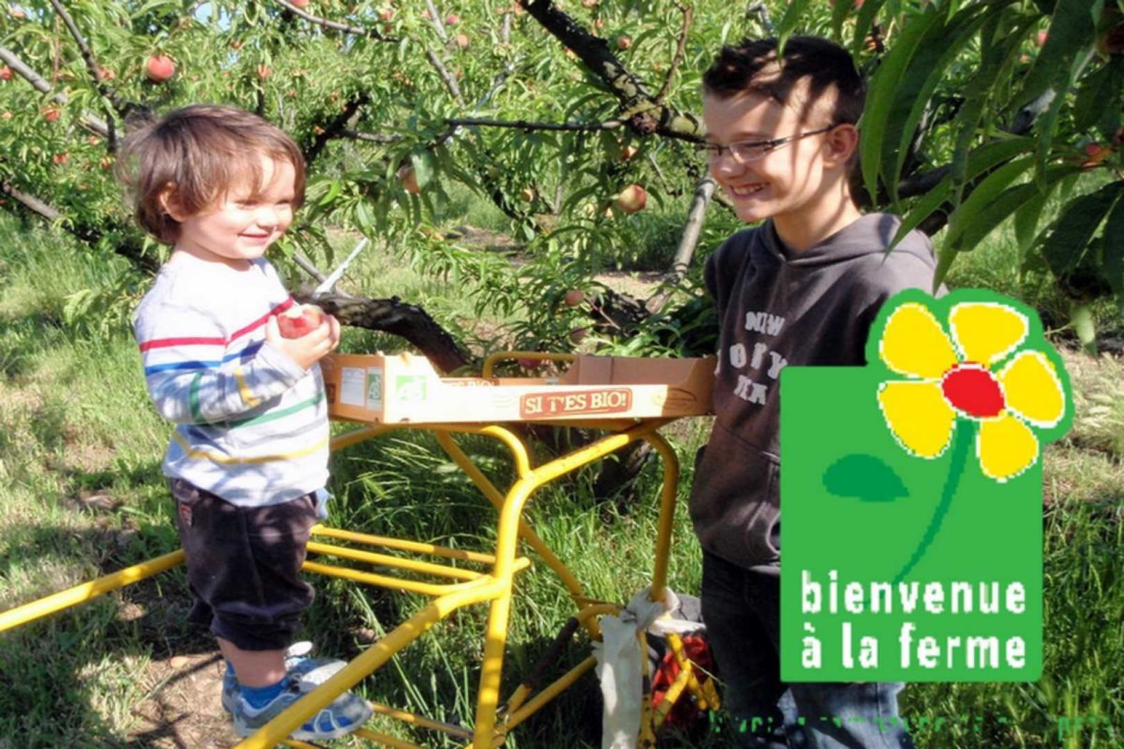 LA GLYCINE, Millas - photo 19