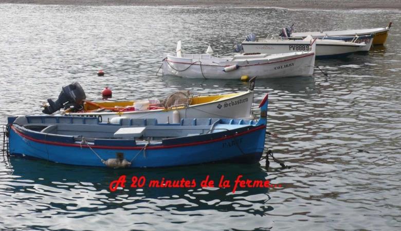 La glycine_10