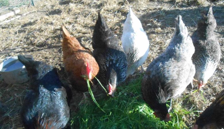 Le pigeonnier - mas batlle_57
