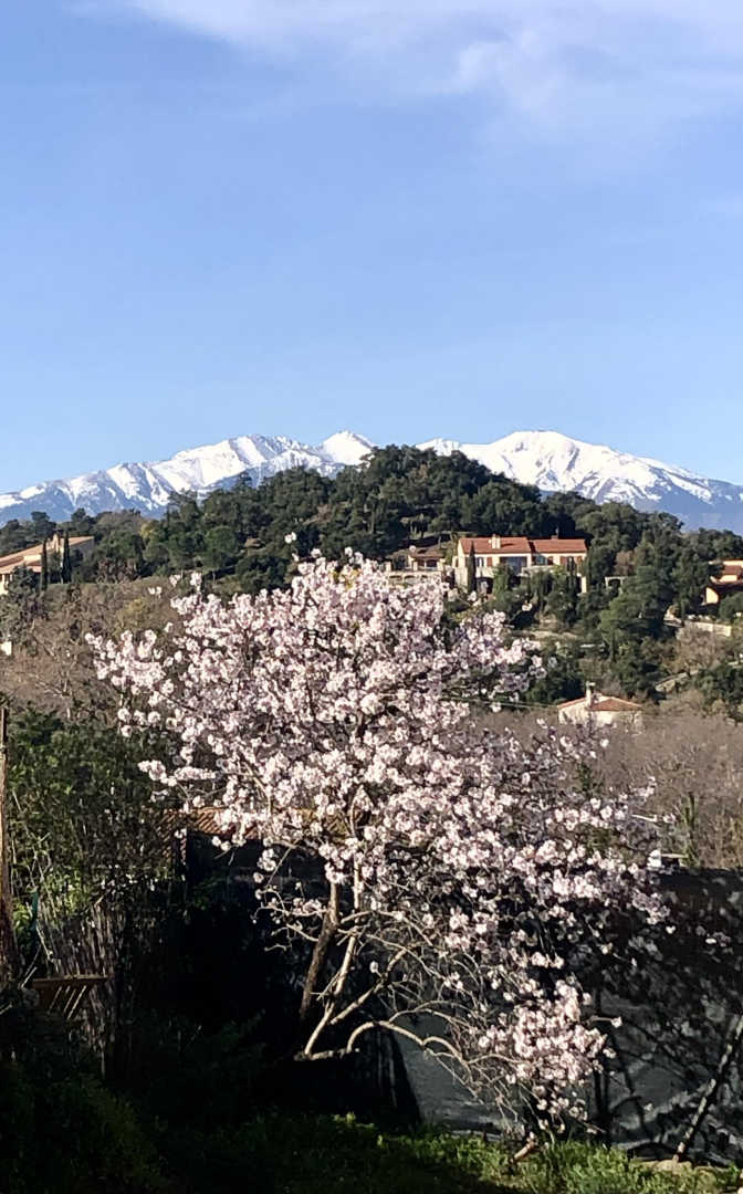 LE MAS DES ALBÈRES, Montesquieu-des-Albères - photo 57