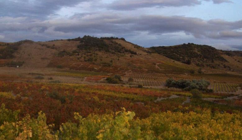 Carignan_7