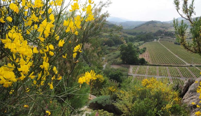 Carignan_11