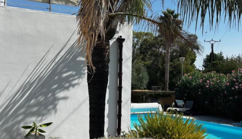 les Cycas_6