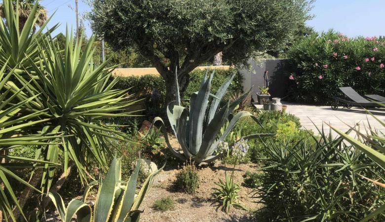 les Cycas_31