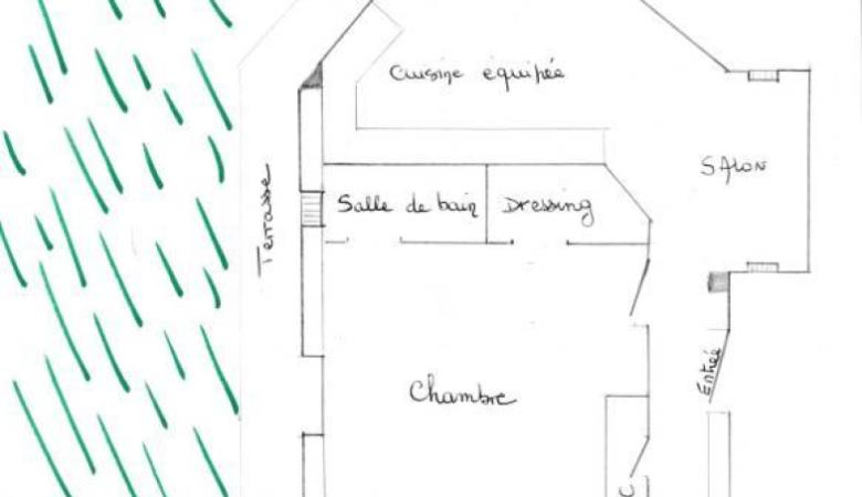 les Cycas_5