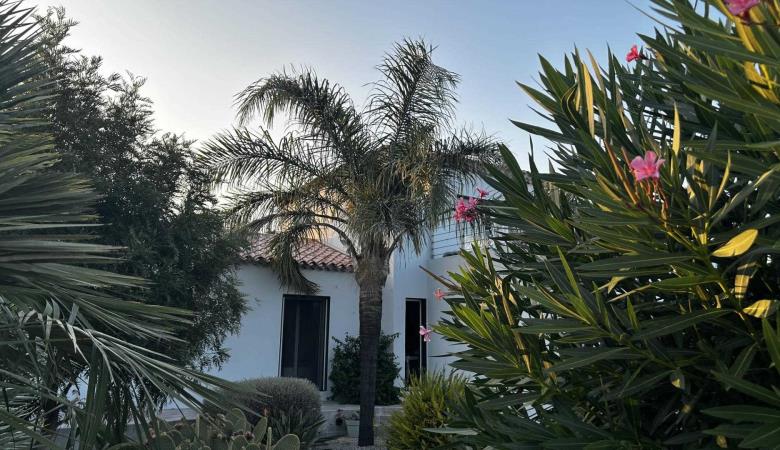 les Cycas_8
