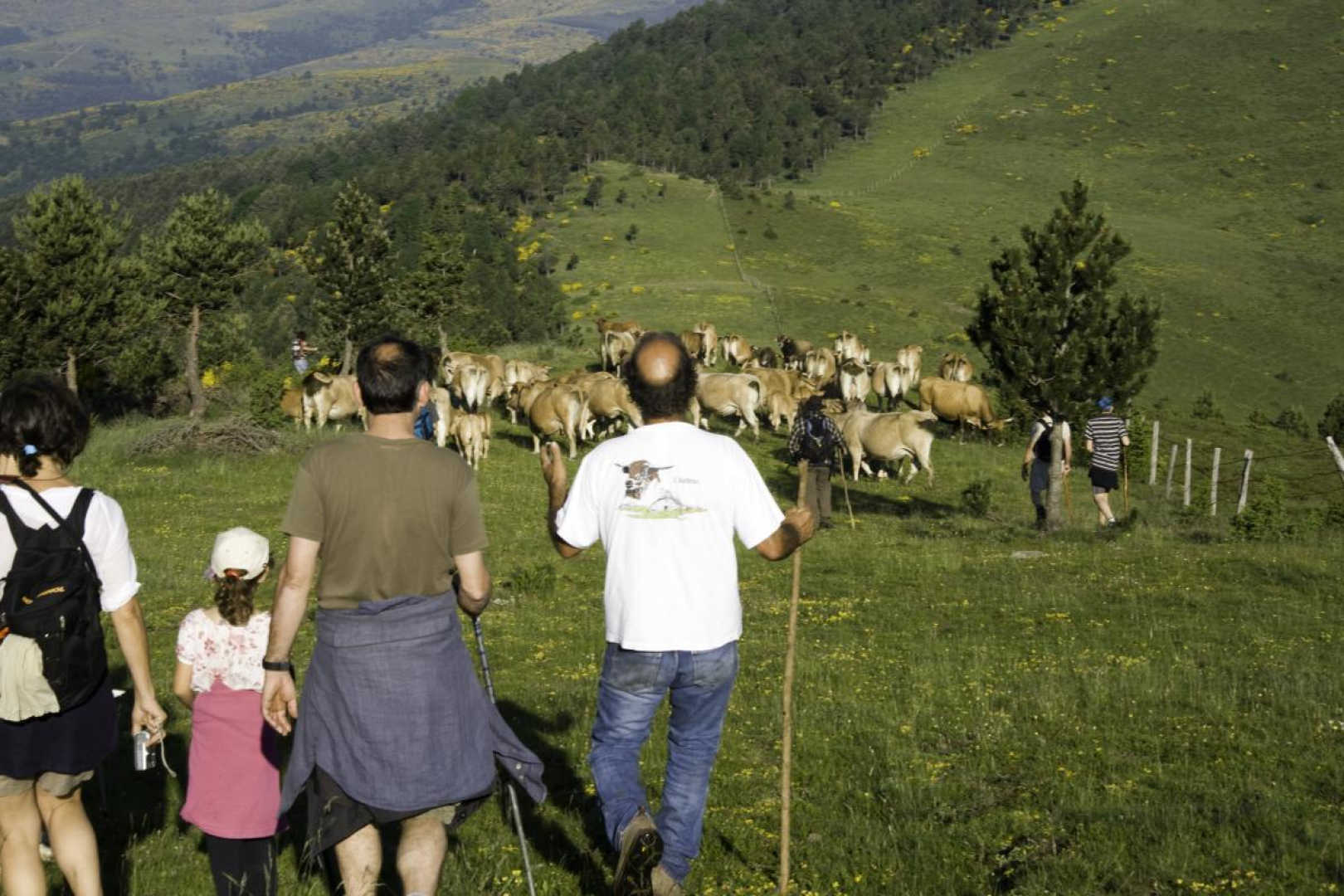LA COUME DEL TEC, Prats-de-Mollo-la-Preste - photo 54