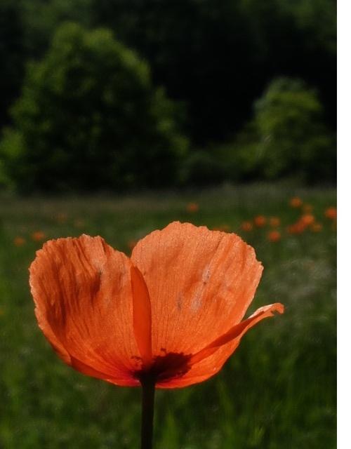 LE CHANT DES OISEAUX, Sahorre - photo 21