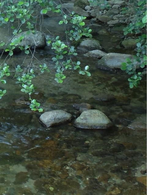 LE CHANT DES OISEAUX, Sahorre - photo 23