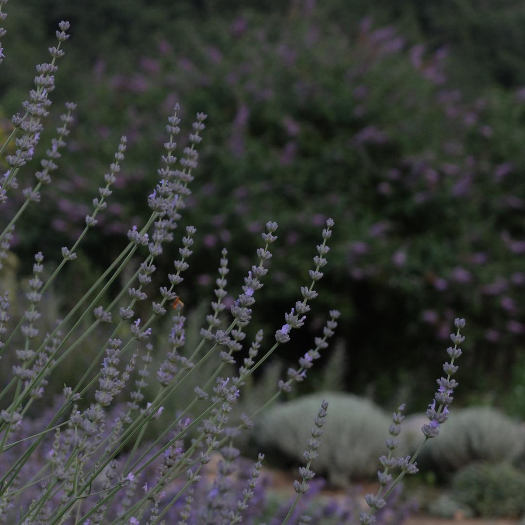 LE CHANT DES OISEAUX, Sahorre - photo 12