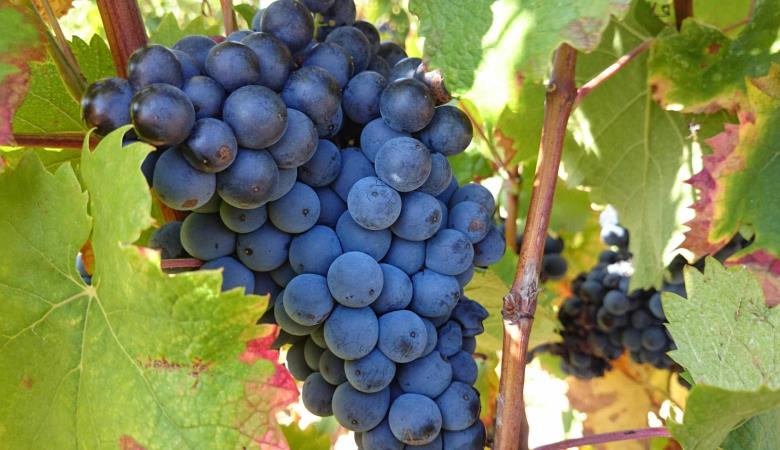 Domaine Bisconte_8