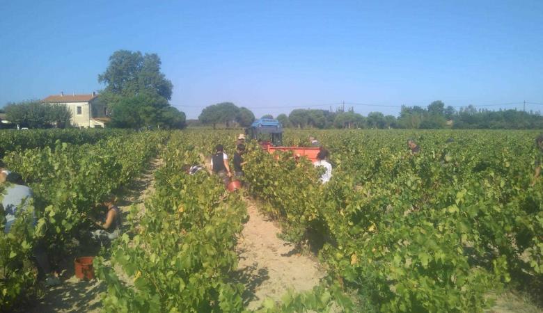 Domaine Bisconte_11