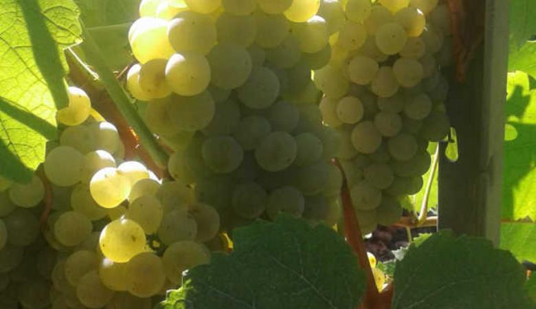 Domaine Bisconte_7