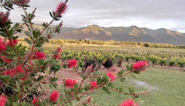 Domaine Bisconte_4