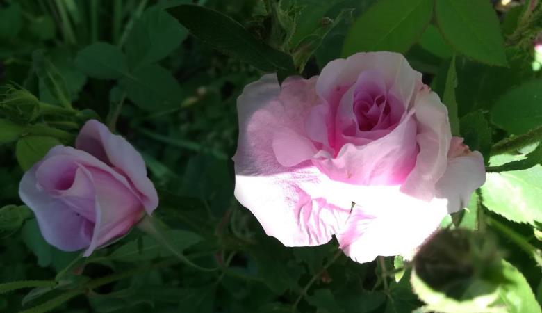 Le Chardon de Soleil_48