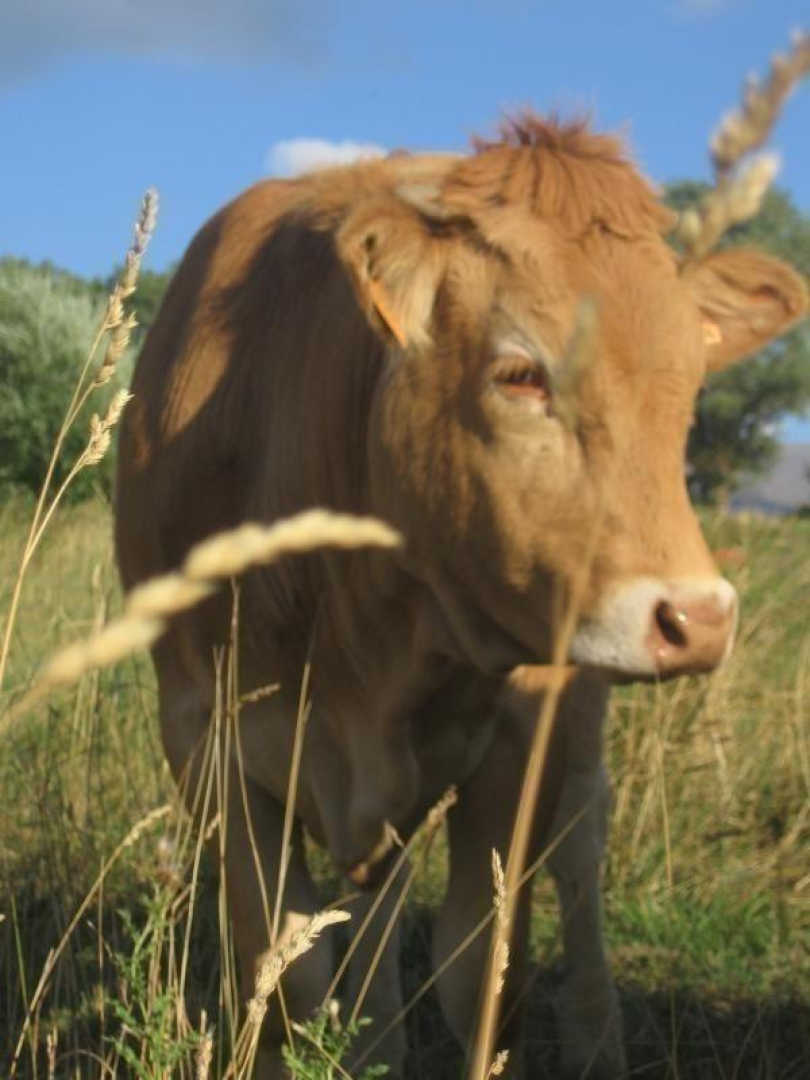 Les chambres du mas rondole_10-Gites de France